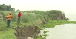 ভেড়ামারায় পদ্মার তীব্র ভাঙন; হুমকিতে বাঁধ ও হাজারো মানুষ